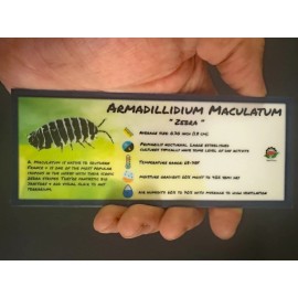 Isopod Bin Label- Armadillidium Maculatum Zebra