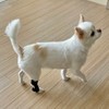 dog patella luxation protector small 2ea