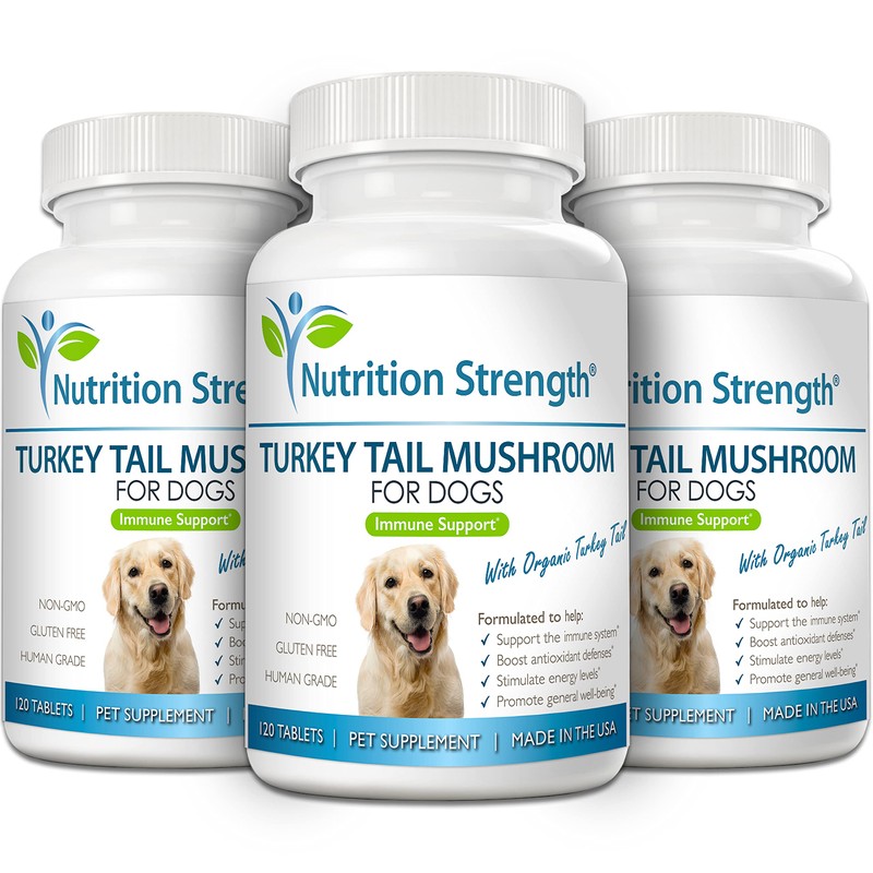 Turkey Tail Mushroom for Dogs to Support a Strong Immune
