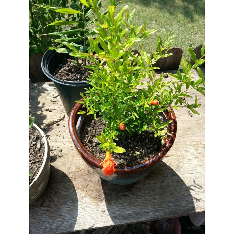 Bonsaiboy Flowering Dwarf Pomegranate - Small Punica Granatum Nana