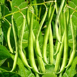 TomorrowSeeds - Masai French Filet Bean (Haricot Vert) Seeds - 150+ Count - for 2025 Planting Haricots Verts French Extra Fine Sieve Gourmet Dwarf Heirloom Beans Vegetable Grow Your Own Home Farm