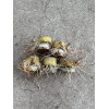 Sugarcane 5 Rooted Sugarcane Cutting Tropical Live Plant Ready To