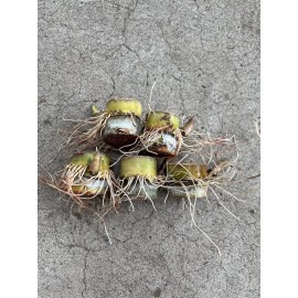 Sugarcane 5 Rooted Sugarcane Cutting Tropical Live Plant Ready To Grow