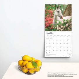 Arabians | 2025 12 x 24 Inch Monthly Square Wall Calendar | BrownTrout | Animals Horses