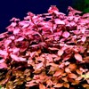 15 Red Ludwigia Repens Leaf Live Aquarium Plants Stem Bunch