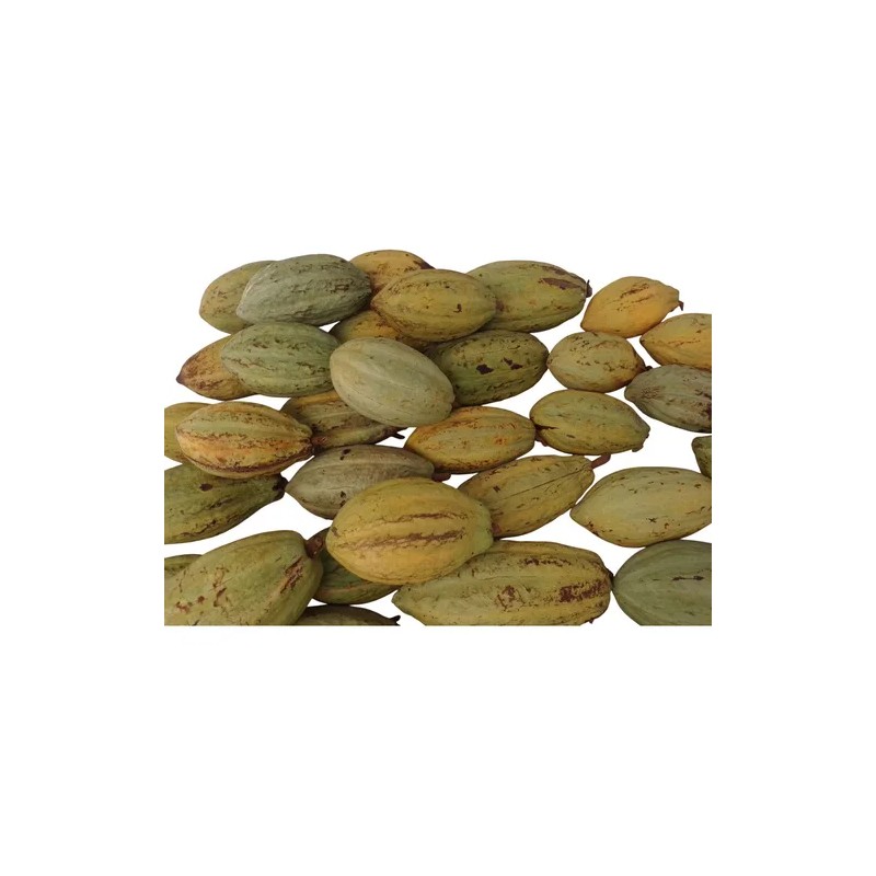 6 Kilos De Cacao Seco Grano Agroecologico Comalcalco Tabasco