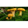 RAISE ME UP: Chanterelle Mushrooms Spores Non GMO Heirloom 100
