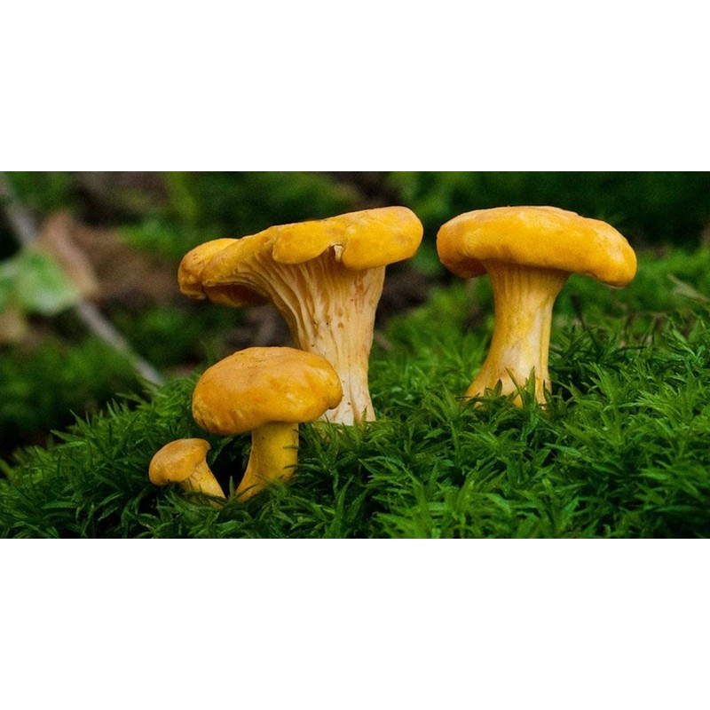 RAISE ME UP: Chanterelle Mushrooms Spores Non GMO Heirloom 100