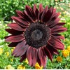 100 Sunflower ‘Chocolate Cherry’ Flower Seeds Helianthus annuus