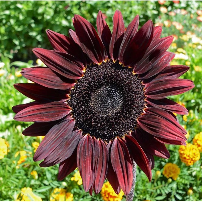 100 Sunflower ‘Chocolate Cherry’ Flower Seeds Helianthus annuus