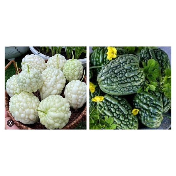 2 Bags Apple Bitter Melon Seeds; 百勝白玉苦瓜 F1 Bitter Melon