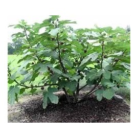 Pixies Gardens Chicago Cold Hardy Fig Tree, 4.5 ft Tall, Full Sun, Outdoor Fruit Plant, USDA Zones 5-9 (1 Gallon/Potted/Single Plant)