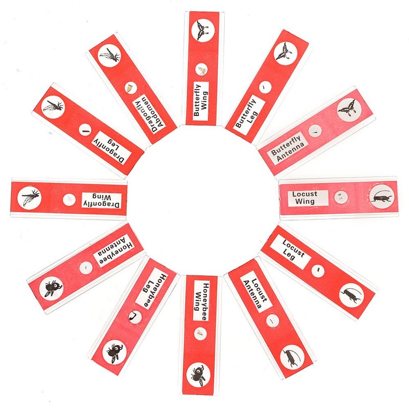 WhizKidsLab 48 Pieces Animals Insects Plants Flowers Plastic Microscope Foil