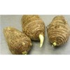 3 Live Colocasia Esculenta Elephant Ear Taro Gabi Kalo Eddo