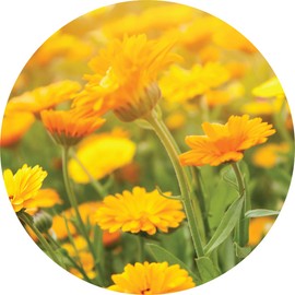 Living Libations Calendula Essential Oil, 5ml