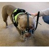 Strong Metal Wire Basket Dog Muzzle for American Bully (BA,