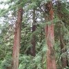 Palm Beach Medicinal Herbs - Coast Redwood (Sequoia sempervirens) - Packet of 5 Seeds