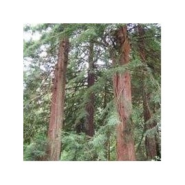 Palm Beach Medicinal Herbs - Coast Redwood (Sequoia sempervirens) - Packet of 5 Seeds