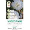 October Magic Ivory Camellia (2.5 Quart) Flowering Evergreen Shrub with