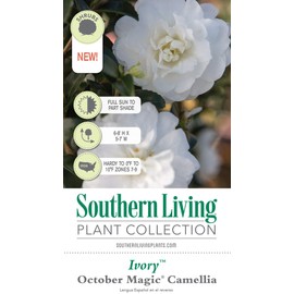 October Magic Ivory Camellia (2.5 Quart) Flowering Evergreen Shrub with White Blooms - Full Sun to Part Shade Live Outdoor Plant - Southern Living Plants