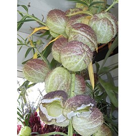 Butterfly Balls! Rare Perennial 10 Fresh Seeds! EASY TO GROW! HUGE FLOWER BALLS!