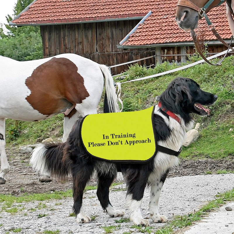 Training Dog Jacket Vest In Training Please Do Not Approach