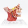 EVOTECH SCIENTIFIC Human Cranial and Autonomic Nerves Anatomical Model, Life