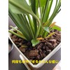 Nature Plants Clean and Rejuvenate Just by Gaining Your House