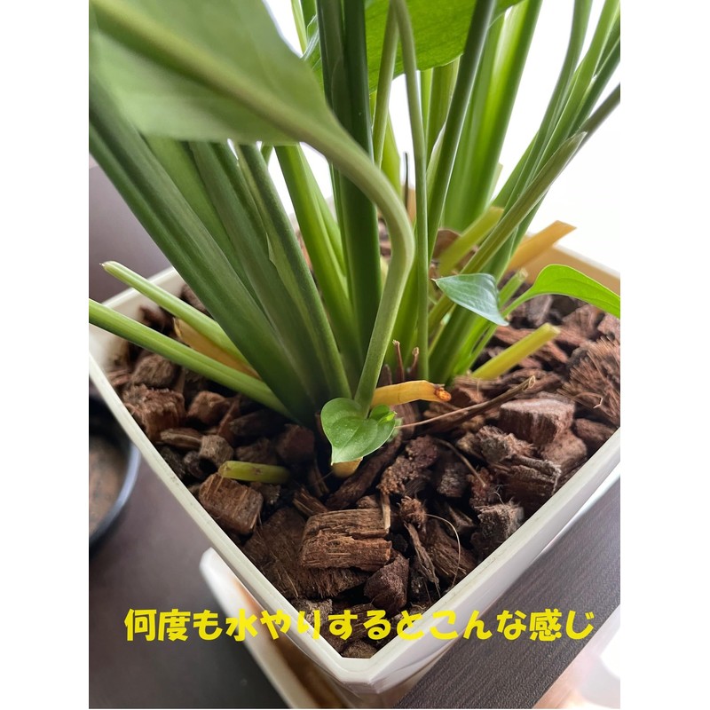 Nature Plants Clean and Rejuvenate Just by Gaining Your House