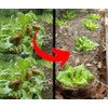 Snail Protection Copper Net 2.0 (10 m): 15 cm Height,