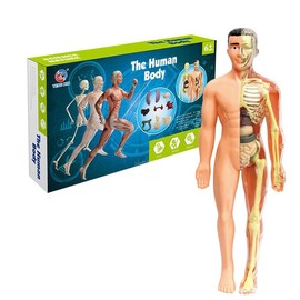 Human Body Modeling Educational Anatomy Learning Kit, Translucent Model of Organs and Skeletons, For Ages 6 and Up, Scientific Experiment and Medical Education Toy (Translucent)