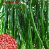 Treevale Hybrid Long Green Chili | NON-GMO - 120 Seeds No Tracking