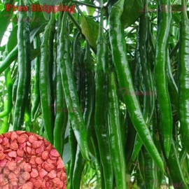 Treevale Hybrid Long Green Chili | NON-GMO - 120 Seeds No Tracking