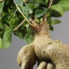 Brussel's Bonsai Live Gensing Grafted Ficus Bonsai Tree Kit -