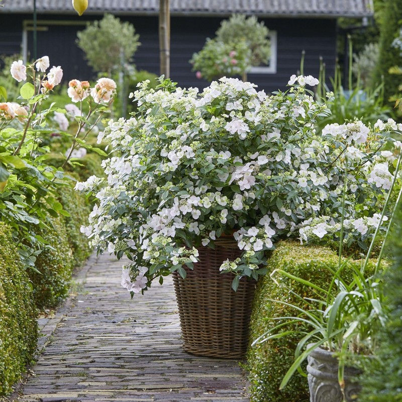 2g Proven Winners Hydrangea Fairytrail Bride Shrub