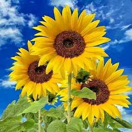 The Green Grove Garden 25+ STRIPED SUPER TALL SUNFLOWER GIANT RARE SEEDS MAMMOTH BUTTERFLIES BEES USA