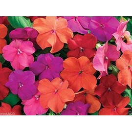 Impatiens Flower Seeds (XTREME TANGO MIX) Containers & window boxes (50 Seeds)