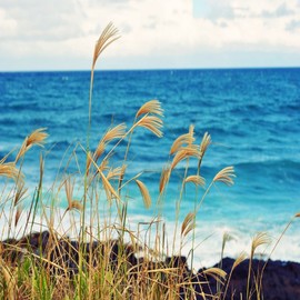 OCEAN BREEZE FRAGRANCE OIL - 8 OZ - FOR CANDLE & SOAP MAKING BY VIRGINIA CANDLE SUPPLY - FREE S&H IN USA