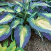 Floranza Hosta Seeds – 200 Large Hosta Wave-Edged Leaves with