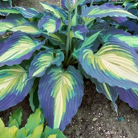 Floranza Hosta Seeds – 200 Large Hosta Wave-Edged Leaves with Blue-Green& Yellow-Striped Foliage, Hardy Perennials for Shade Gardens, Borders & Landscaping