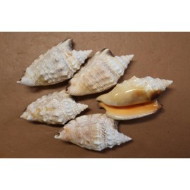 5pc, Natural Strombus Aratum Seashells, 3-3.75 inches, Craft Supply, Cream and Coral Color, Beach Decor, Sailors Valentines, SS-470