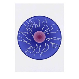 'Egg & Sperm' Temporary Tattoo - Water Resistant, Skin-Safe, Non-Toxic Transfer (TO00057707)