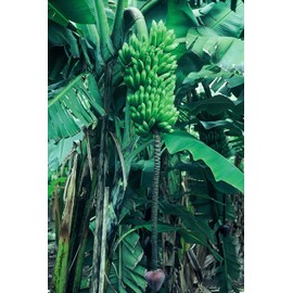Musa Goldfinger Live Banana Plant Fruit Tree
