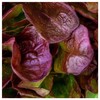 Everwilde Farms - 500 Organic Red Oakleaf Leaf Lettuce Seeds