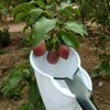 Metal Fruit Picker Fruit Catcher Collector Portable Fruit Catcher Harvest