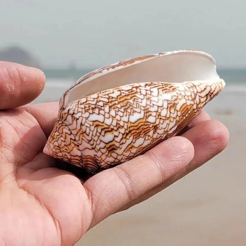 Large Conus Textile Cowrie Cone Natural Seashell Rare Real Beach