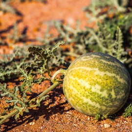 SHIRO Oil Collection Kalahari Melon Oil, 1.0 fl oz (30 ml)