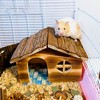 Hamiledyi Hamster Hideout Wooden Hamster House and Bridge with Windows
