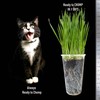 CAT Grass Seeds | 7.5 Oz. | Grow *32* Pots