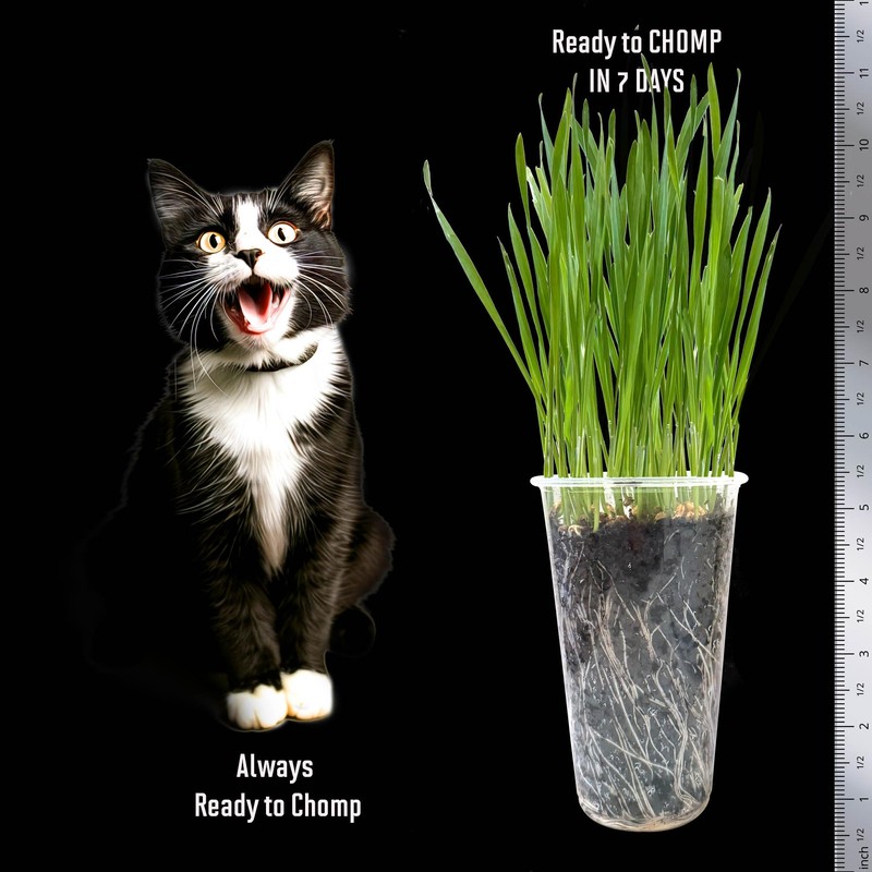 CAT Grass Seeds | 7.5 Oz. | Grow *32* Pots